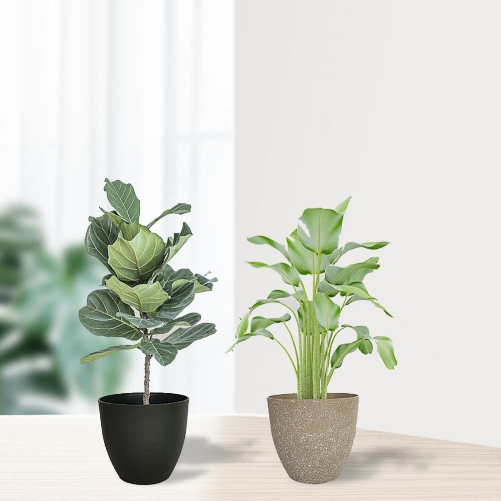 Frosted Imitation Stone Flower - Aloe Vera Pot recension och pris