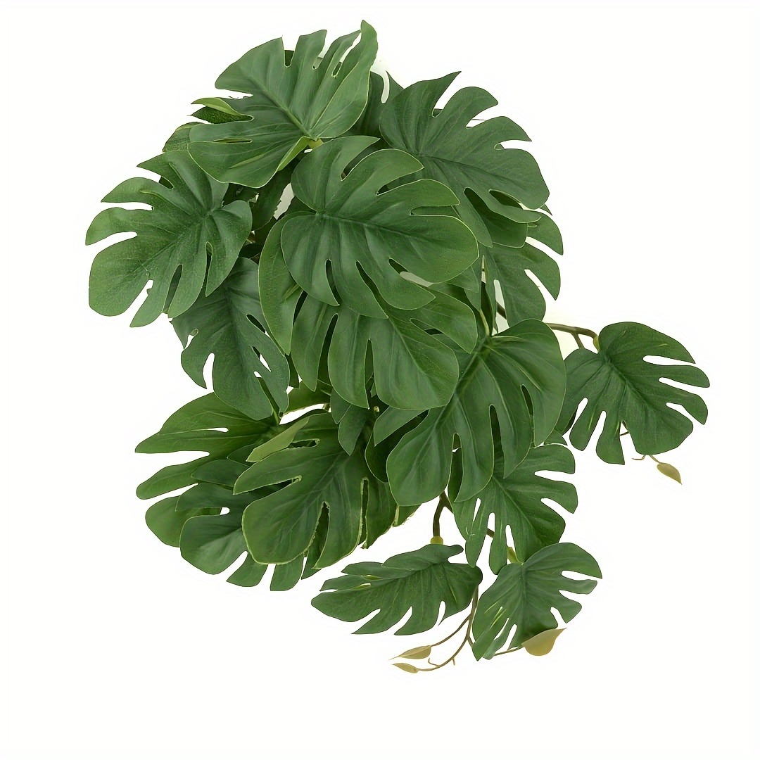 Reptile Plants for Terrarium A - Monstera Adansonii recension och pris