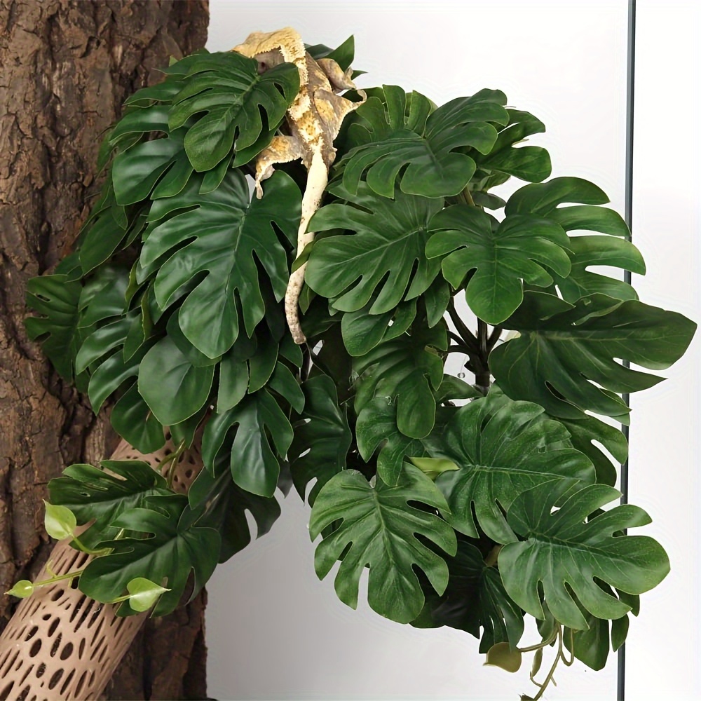 Reptile Plants for Terrarium A - Monstera Adansonii recension och pris